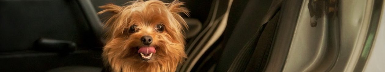 Meu Pet