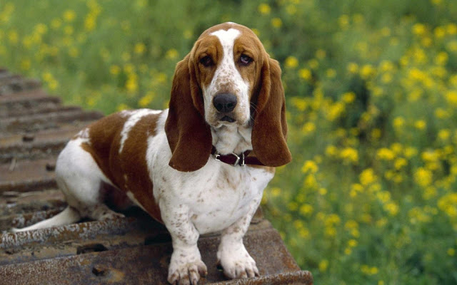 Raça de cachorro de acordo com cada signo