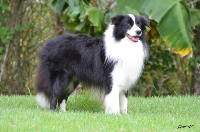 Raça de cachorro de acordo com cada signo